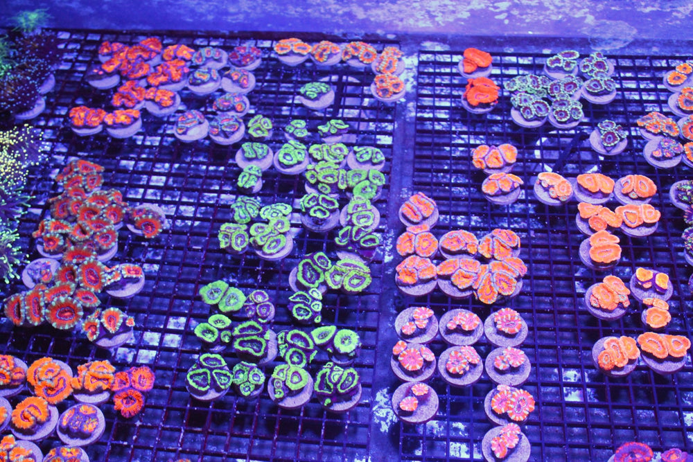 wholesale_coral - saltwater_fish saltwater_coral - rare corals - coralsdepot - Corals_Depot - live_corals - eye - catching - coral quality_marine_fish - quality - marine discoun