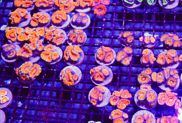 wholesale_coral - saltwater_fish saltwater_coral - rare corals - coralsdepot - Corals_Depot - live_corals - eye - catching - coral quality_marine_fish - quality - marine discoun