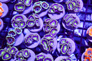 wholesale_coral - saltwater_fish saltwater_coral - rare corals - coralsdepot - Corals_Depot - live_corals - eye - catching - coral quality_marine_fish - quality - marine discoun