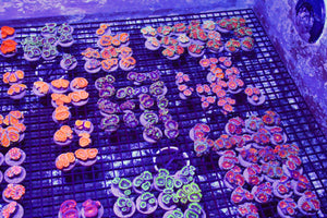 wholesale_coral - saltwater_fish saltwater_coral - rare corals - coralsdepot - Corals_Depot - live_corals - eye - catching - coral quality_marine_fish - quality - marine discoun