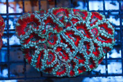 wholesale_coral - saltwater_fish saltwater_coral - rare corals - coralsdepot - Corals_Depot - live_corals - eye - catching - coral quality_marine_fish - quality - marine discoun