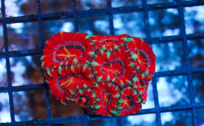 wholesale_coral - saltwater_fish saltwater_coral - rare corals - coralsdepot - Corals_Depot - live_corals - eye - catching - coral quality_marine_fish - quality - marine discoun