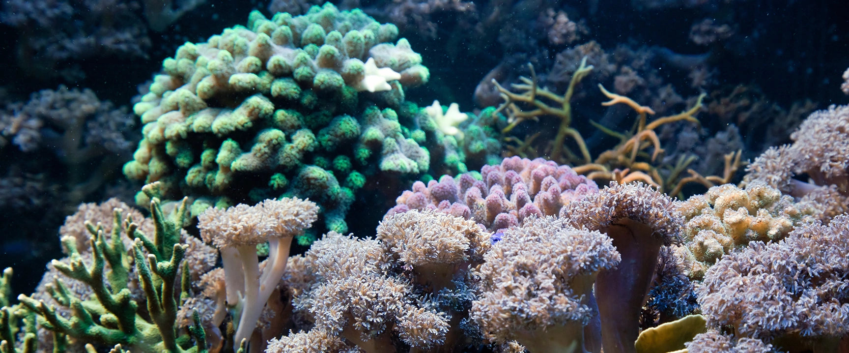 Colorful coral reef with various types of coral in a dark underwater setting