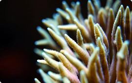 Close-up of a coral polyp with a blurred background