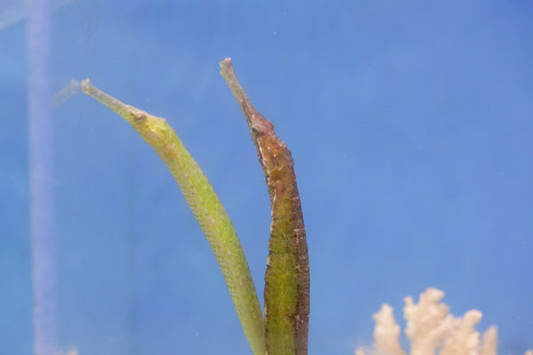 wholesale_coral - saltwater_fish saltwater_coral - rare corals - coralsdepot - Corals_Depot - live_corals - eye - catching - coral quality_marine_fish - quality - marine discoun
