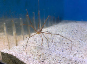 wholesale_coral - saltwater_fish saltwater_coral - rare corals - coralsdepot - Corals_Depot - live_corals - eye - catching - coral quality_marine_fish - quality - marine discoun