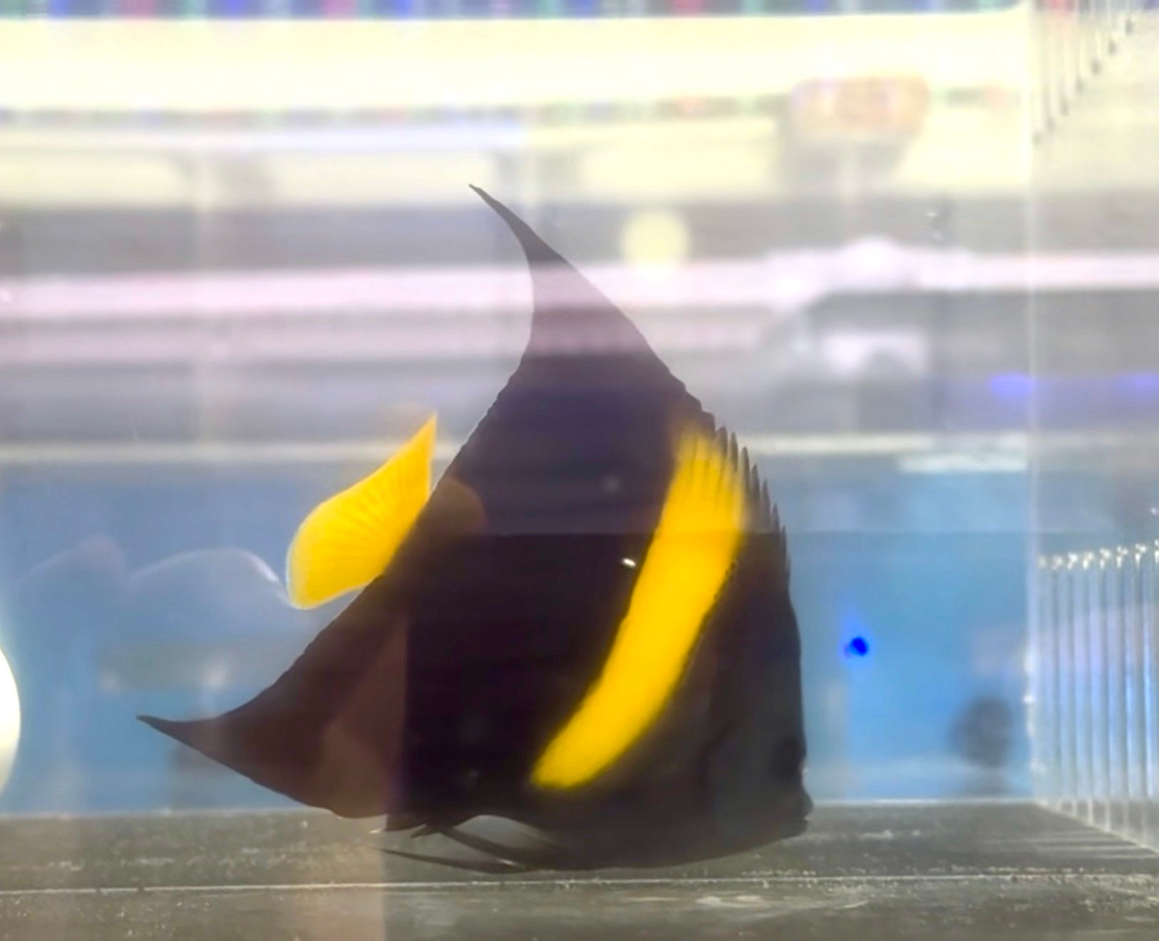 Asfur Angelfish (Red Sea) - Corals Depot