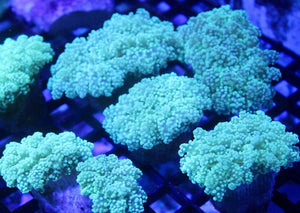 wholesale_coral - saltwater_fish saltwater_coral - rare corals - coralsdepot - Corals_Depot - live_corals - eye - catching - coral quality_marine_fish - quality - marine discoun