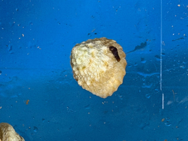 wholesale_coral - saltwater_fish saltwater_coral - rare corals - coralsdepot - Corals_Depot - live_corals - eye - catching - coral quality_marine_fish - quality - marine discoun