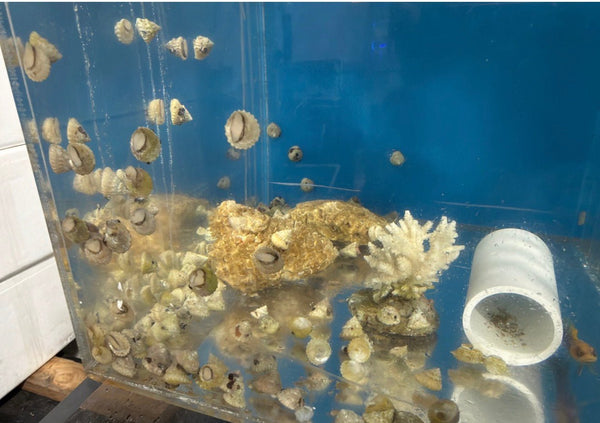 wholesale_coral - saltwater_fish saltwater_coral - rare corals - coralsdepot - Corals_Depot - live_corals - eye - catching - coral quality_marine_fish - quality - marine discoun