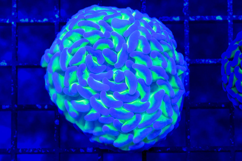 wholesale_coral - saltwater_fish saltwater_coral - rare corals - coralsdepot - Corals_Depot - live_corals - eye - catching - coral quality_marine_fish - quality - marine discoun