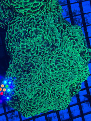 wholesale_coral - saltwater_fish saltwater_coral - rare corals - coralsdepot - Corals_Depot - live_corals - eye - catching - coral quality_marine_fish - quality - marine discoun