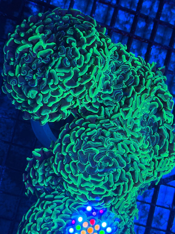 wholesale_coral - saltwater_fish saltwater_coral - rare corals - coralsdepot - Corals_Depot - live_corals - eye - catching - coral quality_marine_fish - quality - marine discoun