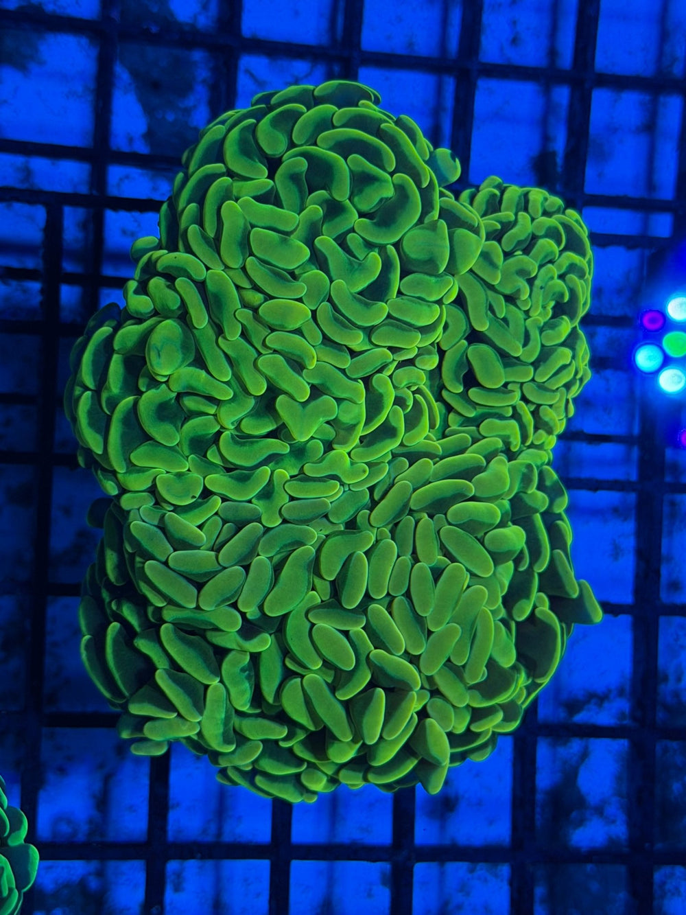 wholesale_coral - saltwater_fish saltwater_coral - rare corals - coralsdepot - Corals_Depot - live_corals - eye - catching - coral quality_marine_fish - quality - marine discoun