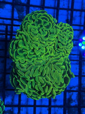 wholesale_coral - saltwater_fish saltwater_coral - rare corals - coralsdepot - Corals_Depot - live_corals - eye - catching - coral quality_marine_fish - quality - marine discoun