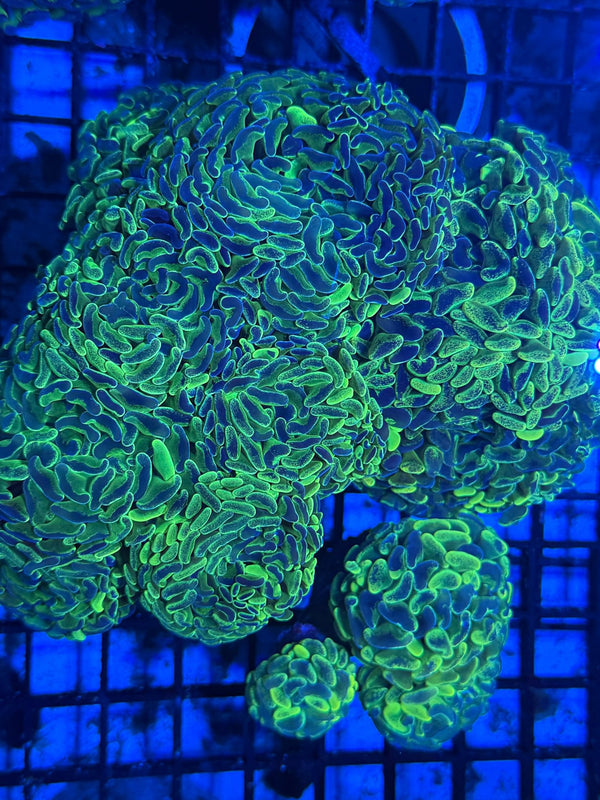 wholesale_coral - saltwater_fish saltwater_coral - rare corals - coralsdepot - Corals_Depot - live_corals - eye - catching - coral quality_marine_fish - quality - marine discoun