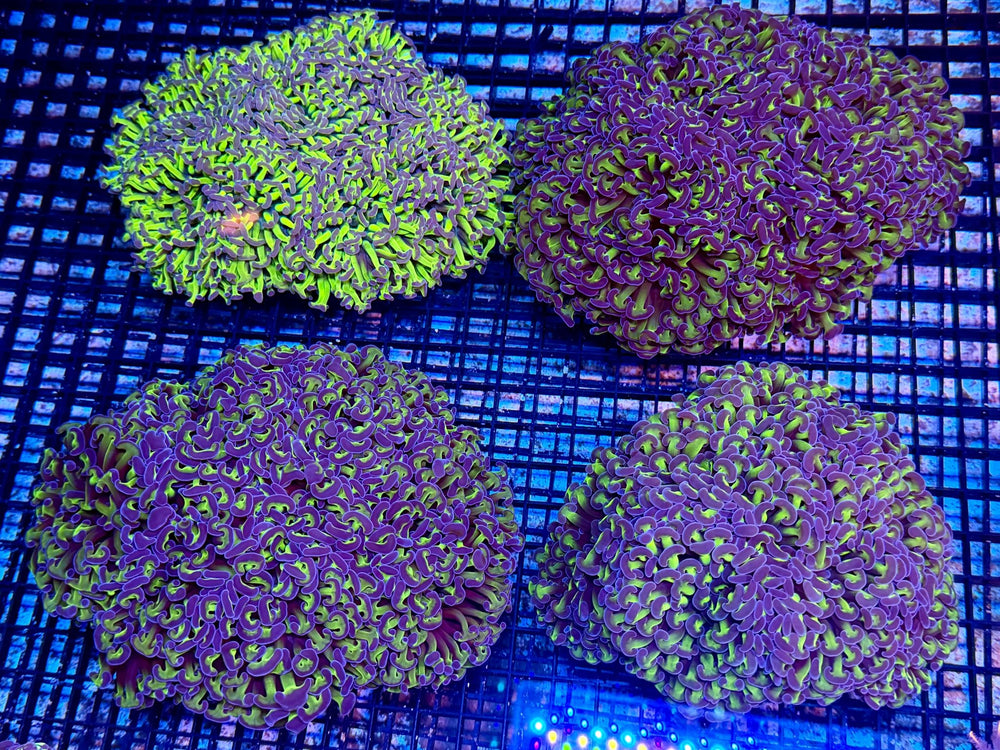 wholesale_coral - saltwater_fish saltwater_coral - rare corals - coralsdepot - Corals_Depot - live_corals - eye - catching - coral quality_marine_fish - quality - marine discoun