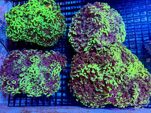 wholesale_coral - saltwater_fish saltwater_coral - rare corals - coralsdepot - Corals_Depot - live_corals - eye - catching - coral quality_marine_fish - quality - marine discoun