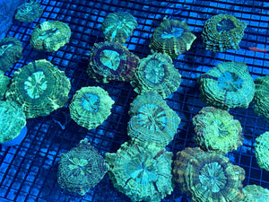 wholesale_coral - saltwater_fish saltwater_coral - rare corals - coralsdepot - Corals_Depot - live_corals - eye - catching - coral quality_marine_fish - quality - marine discoun