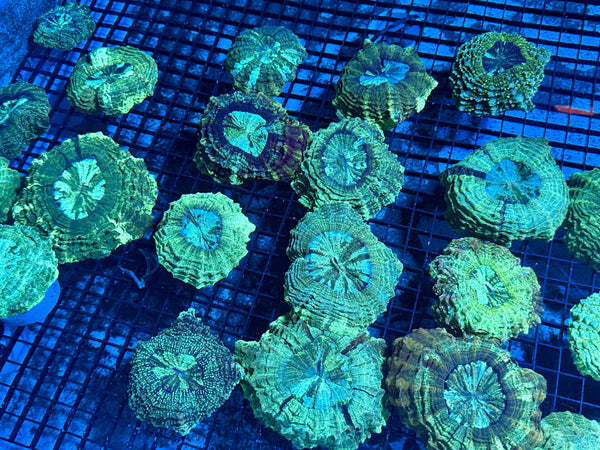 wholesale_coral - saltwater_fish saltwater_coral - rare corals - coralsdepot - Corals_Depot - live_corals - eye - catching - coral quality_marine_fish - quality - marine discoun