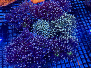 wholesale_coral - saltwater_fish saltwater_coral - rare corals - coralsdepot - Corals_Depot - live_corals - eye - catching - coral quality_marine_fish - quality - marine discoun