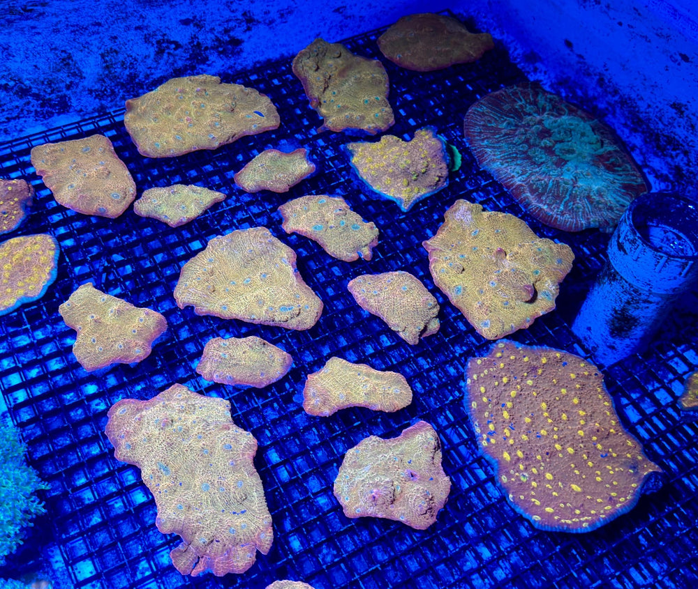 wholesale_coral - saltwater_fish saltwater_coral - rare corals - coralsdepot - Corals_Depot - live_corals - eye - catching - coral quality_marine_fish - quality - marine discoun