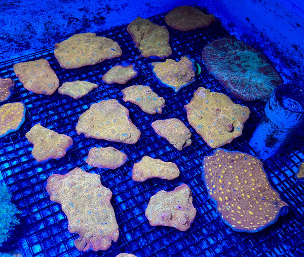 wholesale_coral - saltwater_fish saltwater_coral - rare corals - coralsdepot - Corals_Depot - live_corals - eye - catching - coral quality_marine_fish - quality - marine discoun