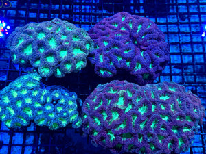 wholesale_coral - saltwater_fish saltwater_coral - rare corals - coralsdepot - Corals_Depot - live_corals - eye - catching - coral quality_marine_fish - quality - marine discoun