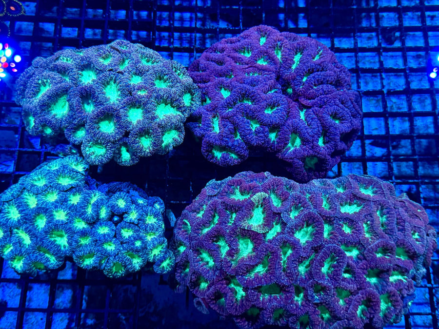 Blastomussa Coral coral