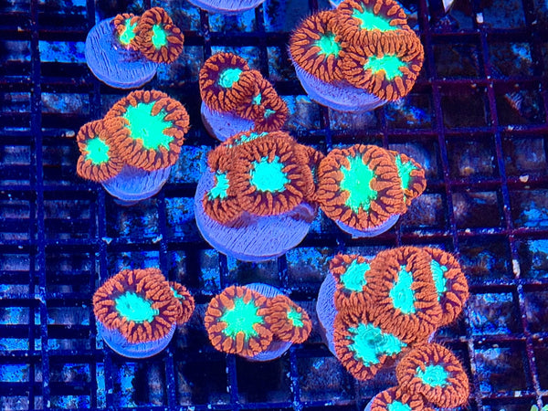 wholesale_coral - saltwater_fish saltwater_coral - rare corals - coralsdepot - Corals_Depot - live_corals - eye - catching - coral quality_marine_fish - quality - marine discoun
