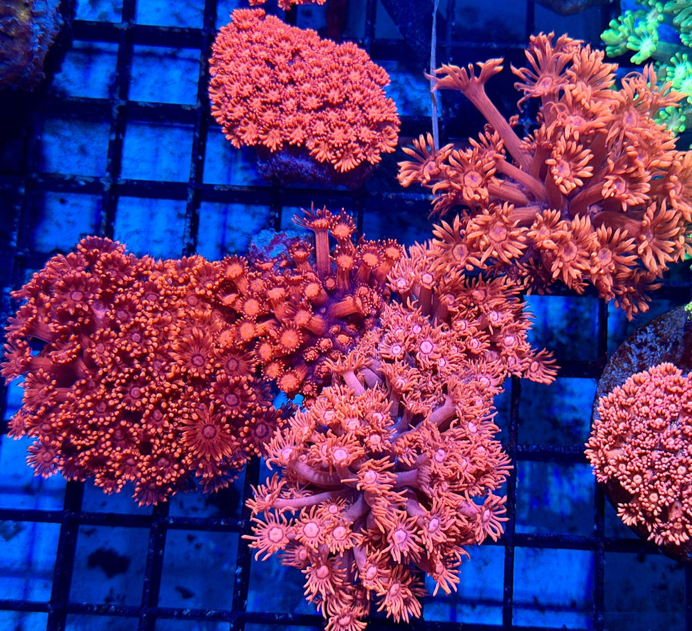 wholesale_coral - saltwater_fish saltwater_coral - rare corals - coralsdepot - Corals_Depot - live_corals - eye - catching - coral quality_marine_fish - quality - marine discoun