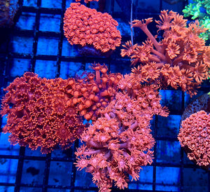 wholesale_coral - saltwater_fish saltwater_coral - rare corals - coralsdepot - Corals_Depot - live_corals - eye - catching - coral quality_marine_fish - quality - marine discoun