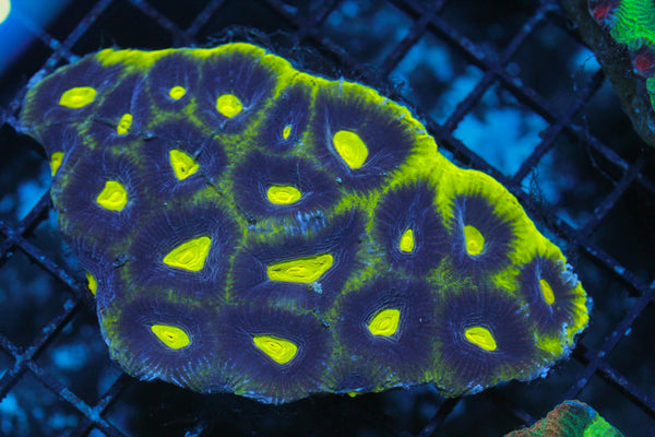 wholesale_coral - saltwater_fish saltwater_coral - rare corals - coralsdepot - Corals_Depot - live_corals - eye - catching - coral quality_marine_fish - quality - marine discoun