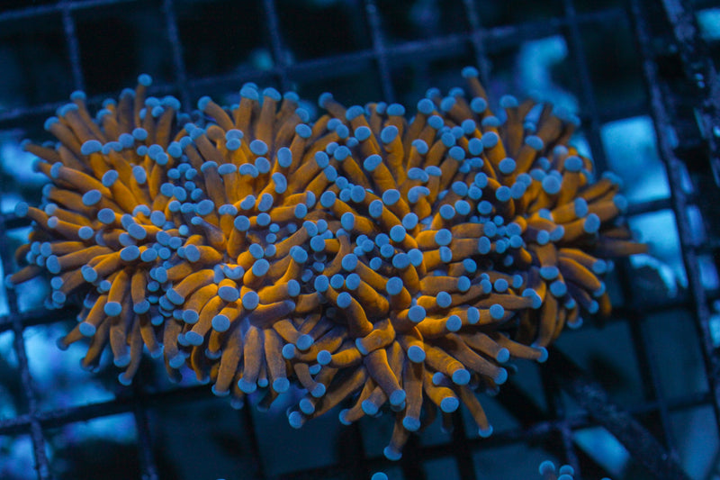 Feeding Torch Coral