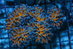 wholesale_coral - saltwater_fish saltwater_coral - rare corals - coralsdepot - Corals_Depot - live_corals - eye - catching - coral quality_marine_fish - quality - marine discoun