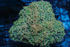 wholesale_coral - saltwater_fish saltwater_coral - rare corals - coralsdepot - Corals_Depot - live_corals - eye - catching - coral quality_marine_fish - quality - marine discoun