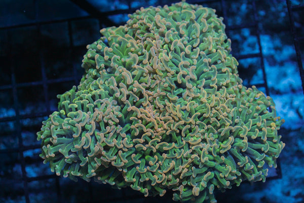 wholesale_coral - saltwater_fish saltwater_coral - rare corals - coralsdepot - Corals_Depot - live_corals - eye - catching - coral quality_marine_fish - quality - marine discoun