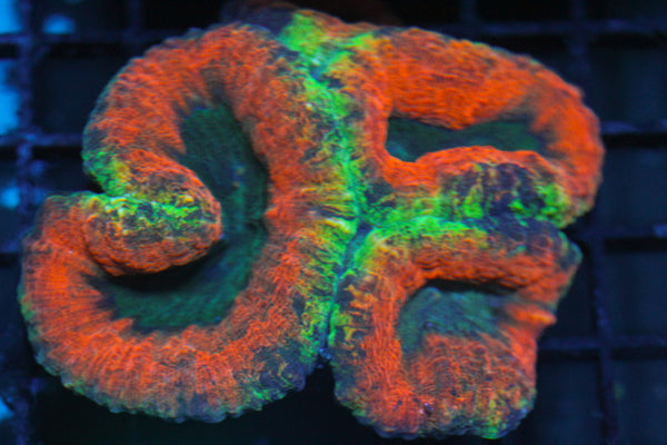 wholesale_coral - saltwater_fish saltwater_coral - rare corals - coralsdepot - Corals_Depot - live_corals - eye - catching - coral quality_marine_fish - quality - marine discoun