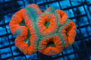 wholesale_coral - saltwater_fish saltwater_coral - rare corals - coralsdepot - Corals_Depot - live_corals - eye - catching - coral quality_marine_fish - quality - marine discoun