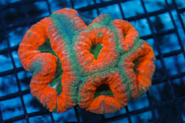 wholesale_coral - saltwater_fish saltwater_coral - rare corals - coralsdepot - Corals_Depot - live_corals - eye - catching - coral quality_marine_fish - quality - marine discoun
