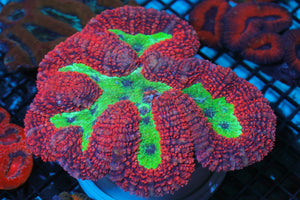 wholesale_coral - saltwater_fish saltwater_coral - rare corals - coralsdepot - Corals_Depot - live_corals - eye - catching - coral quality_marine_fish - quality - marine discoun