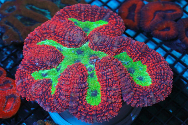 wholesale_coral - saltwater_fish saltwater_coral - rare corals - coralsdepot - Corals_Depot - live_corals - eye - catching - coral quality_marine_fish - quality - marine discoun