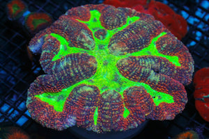 wholesale_coral - saltwater_fish saltwater_coral - rare corals - coralsdepot - Corals_Depot - live_corals - eye - catching - coral quality_marine_fish - quality - marine discoun