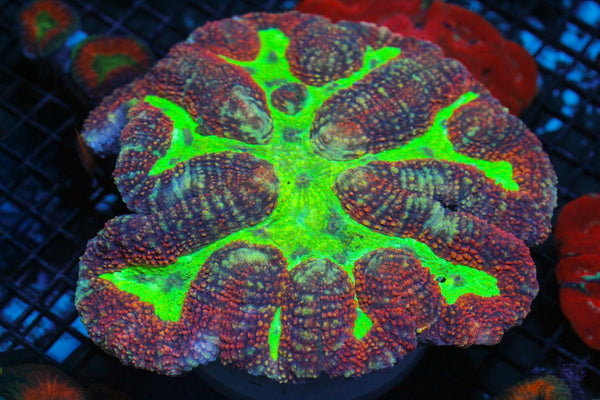 wholesale_coral - saltwater_fish saltwater_coral - rare corals - coralsdepot - Corals_Depot - live_corals - eye - catching - coral quality_marine_fish - quality - marine discoun