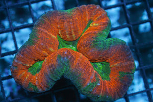 wholesale_coral - saltwater_fish saltwater_coral - rare corals - coralsdepot - Corals_Depot - live_corals - eye - catching - coral quality_marine_fish - quality - marine discoun