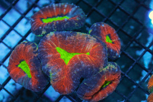 wholesale_coral - saltwater_fish saltwater_coral - rare corals - coralsdepot - Corals_Depot - live_corals - eye - catching - coral quality_marine_fish - quality - marine discoun