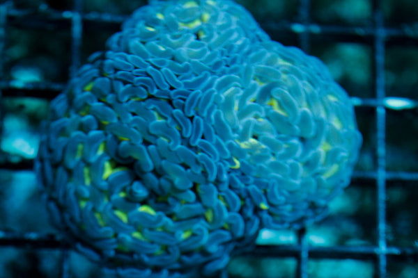 wholesale_coral - saltwater_fish saltwater_coral - rare corals - coralsdepot - Corals_Depot - live_corals - eye-catching-coral quality_marine_fish -quality-marine discoun