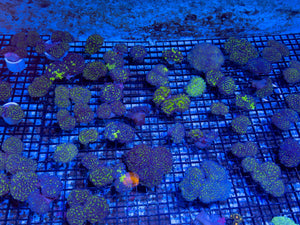 wholesale_coral - saltwater_fish saltwater_coral - rare corals - coralsdepot - Corals_Depot - live_corals - eye - catching - coral quality_marine_fish - quality - marine discoun