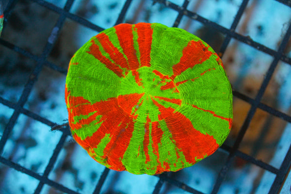 wholesale_coral - saltwater_fish saltwater_coral - rare corals - coralsdepot - Corals_Depot - live_corals - eye - catching - coral quality_marine_fish - quality - marine discoun