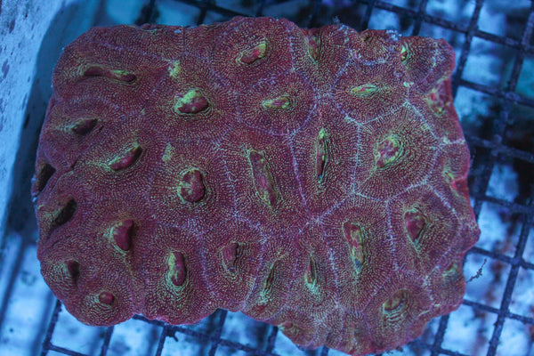 wholesale_coral - saltwater_fish saltwater_coral - rare corals - coralsdepot - Corals_Depot - live_corals - eye - catching - coral quality_marine_fish - quality - marine discoun